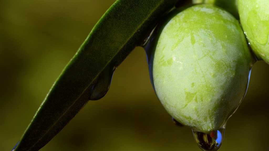 Quels sont les bienfaits des feuilles d'olivier ? 