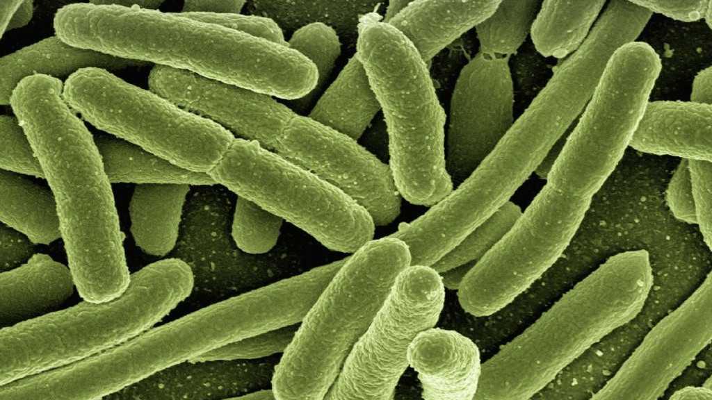 Infection urinaire : qu’est-ce que l’Escherichia Coli et comment la soigner