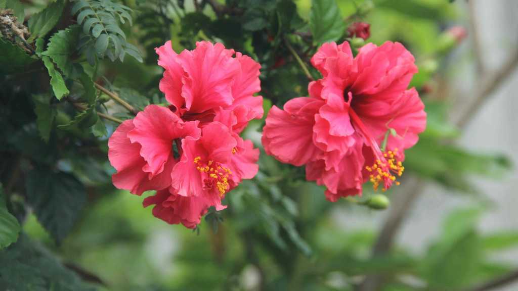 Quelles sont les vertus de l’hibiscus face aux infections urinaires ?