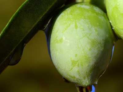 Quels sont les bienfaits des feuilles d'olivier ? 