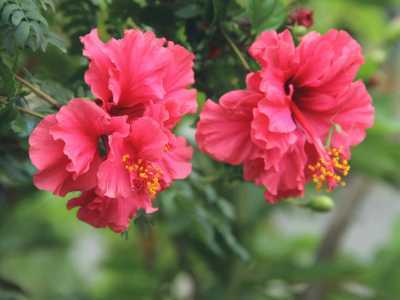 Quelles sont les vertus de l’hibiscus face aux infections urinaires ?